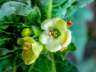 hyoscyamusalbus28