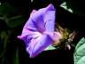 ipomoea3
