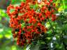 sambucus
