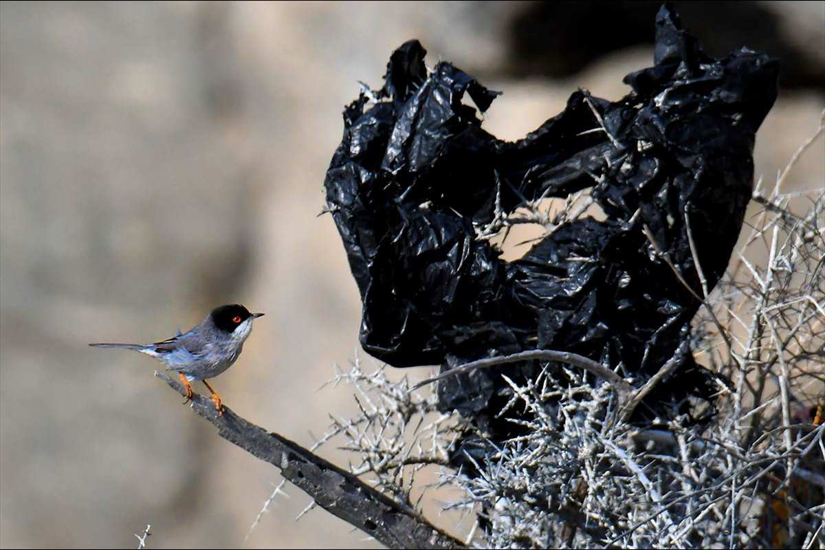 Curruca cabecinegra, Sylvia melanocephala, mira los plásticos sobre una planta de Cambron seca.