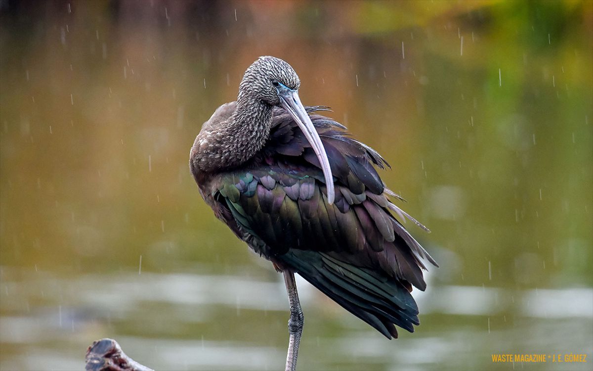 Plegadis_falcinellus-morito