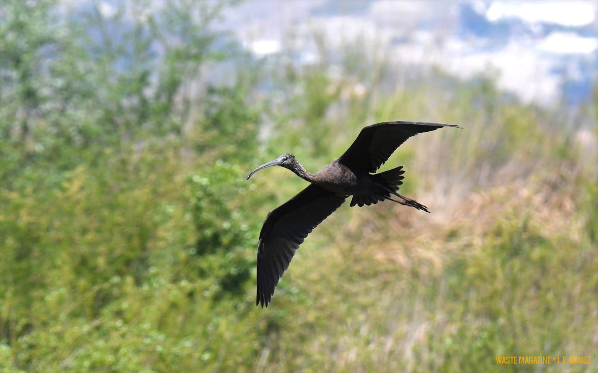 Plegadis-falcinellus-30