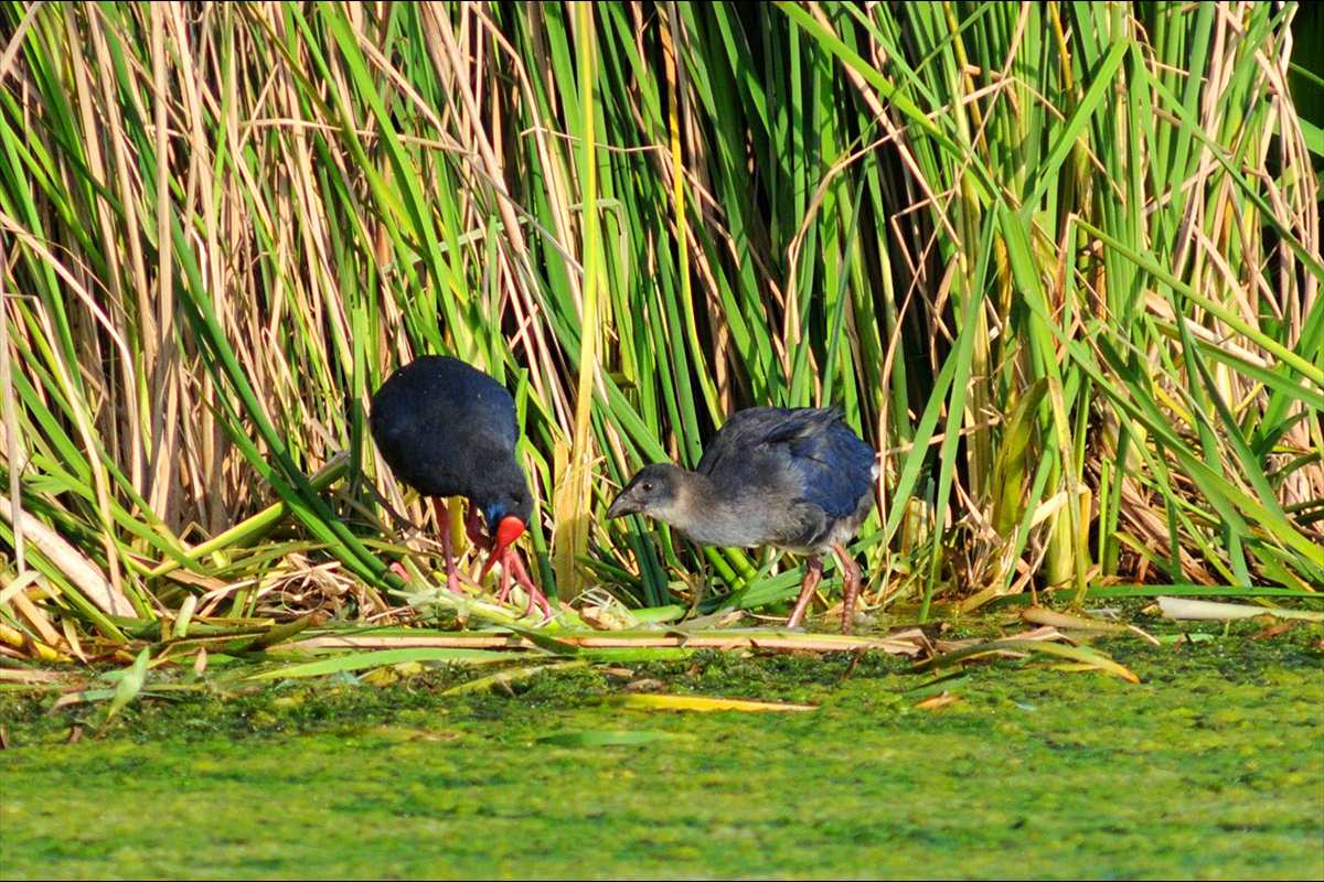 Porphyrio porphyrio, Calamón, junto a un juvenil