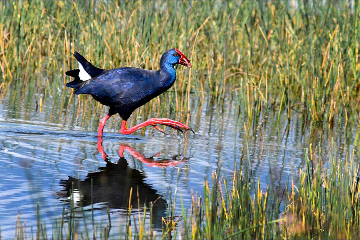 Porphyrio porphyrio, Calamón