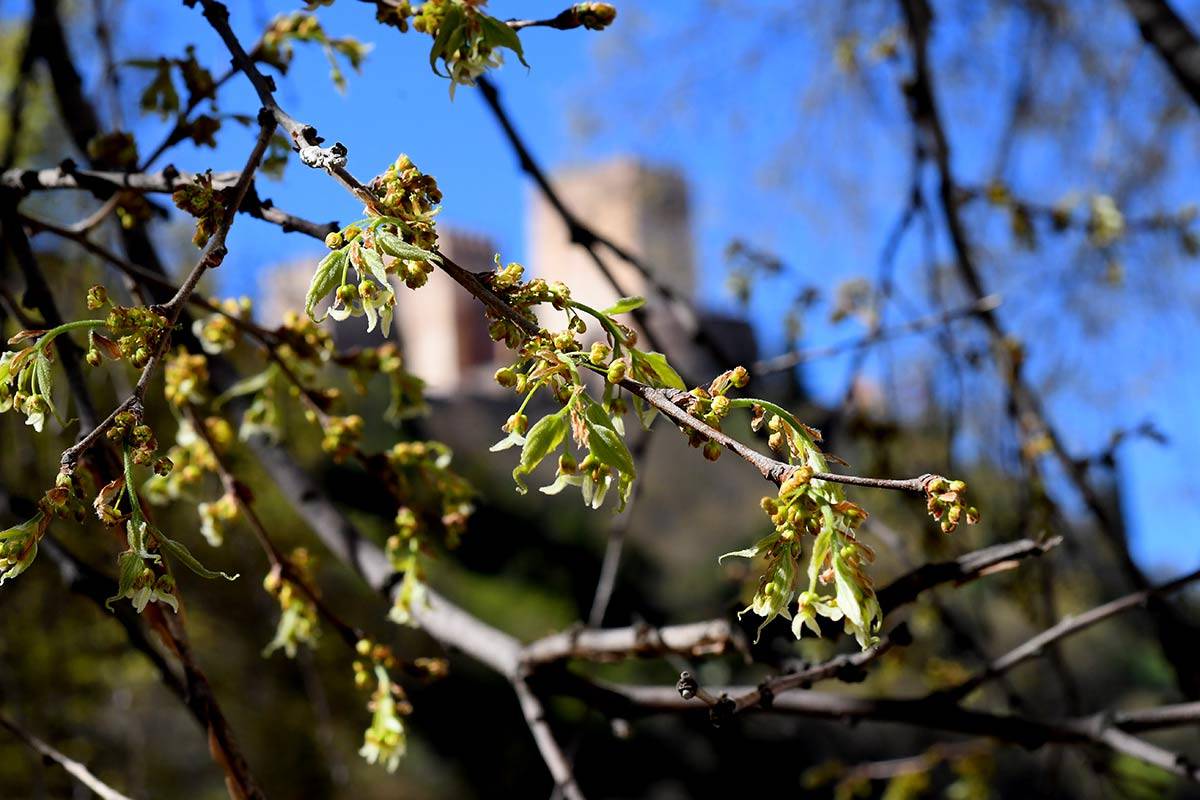 Los tilos se pueblan de verdor bajo la mirada de la Alhambra
