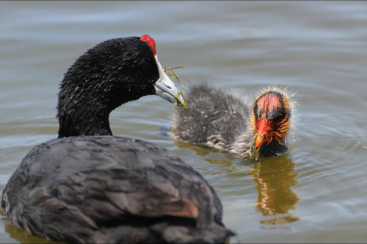 Una forcha cornuda, amenazada de extinción, da de comer a su polluelo