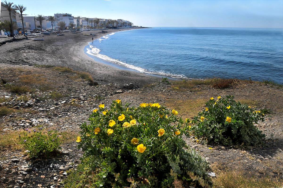 Las amapolas marítimas aparecen en las playas. Glaucium flavum