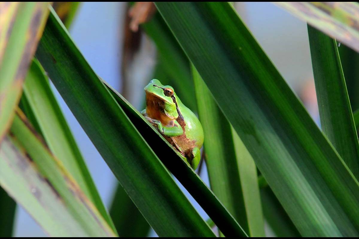 La ranita cantora, Hyla meridionalis, en una hoja de anea