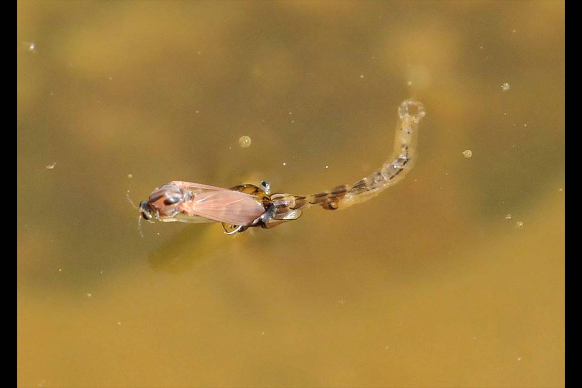 Un mosquito completa su metamorfosis y deja su forma de larva