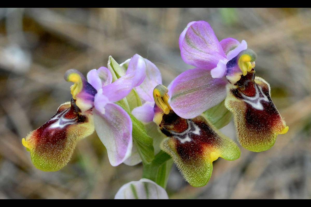 Flores de orqídeas ibéricas, Ophrys tenthredinifera