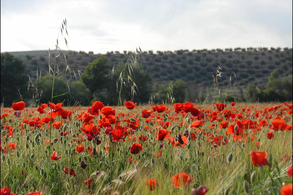 Las amapolas tiñen de color los campos