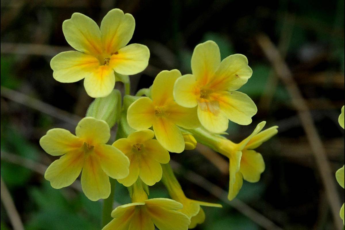 Unas de las plantas emblemáticas de Sierra Nevada, con el nombre de Primavera. Primula elata 