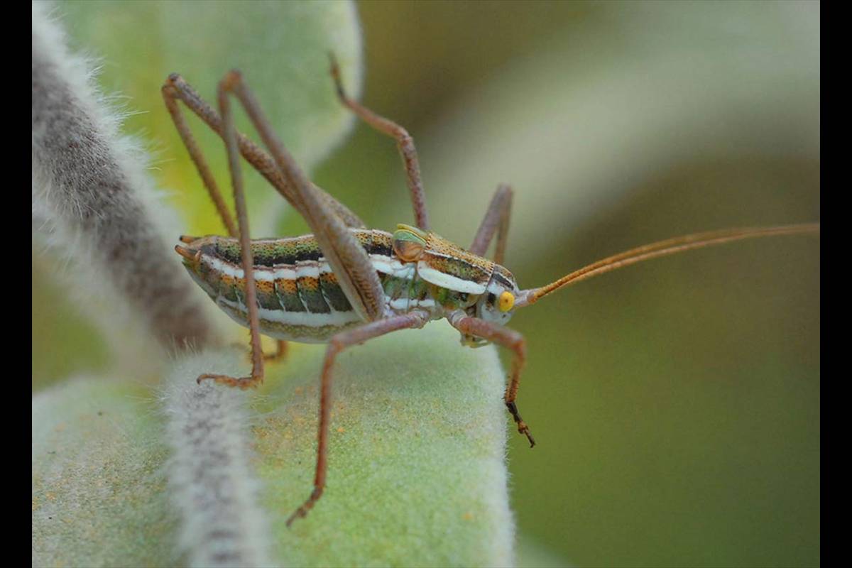 Los saltamontes están en fase de ninfa