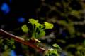 Brotes de Ginkgo bilova