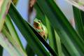 La ranita cantora, Hyla meridionalis, en una hoja de anea