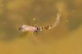 Un mosquito completa su metamorfosis y deja su forma de larva