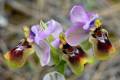 Flores de orqídeas ibéricas, Ophrys tenthredinifera