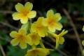 Unas de las plantas emblemáticas de Sierra Nevada, con el nombre de Primavera. Primula elata 