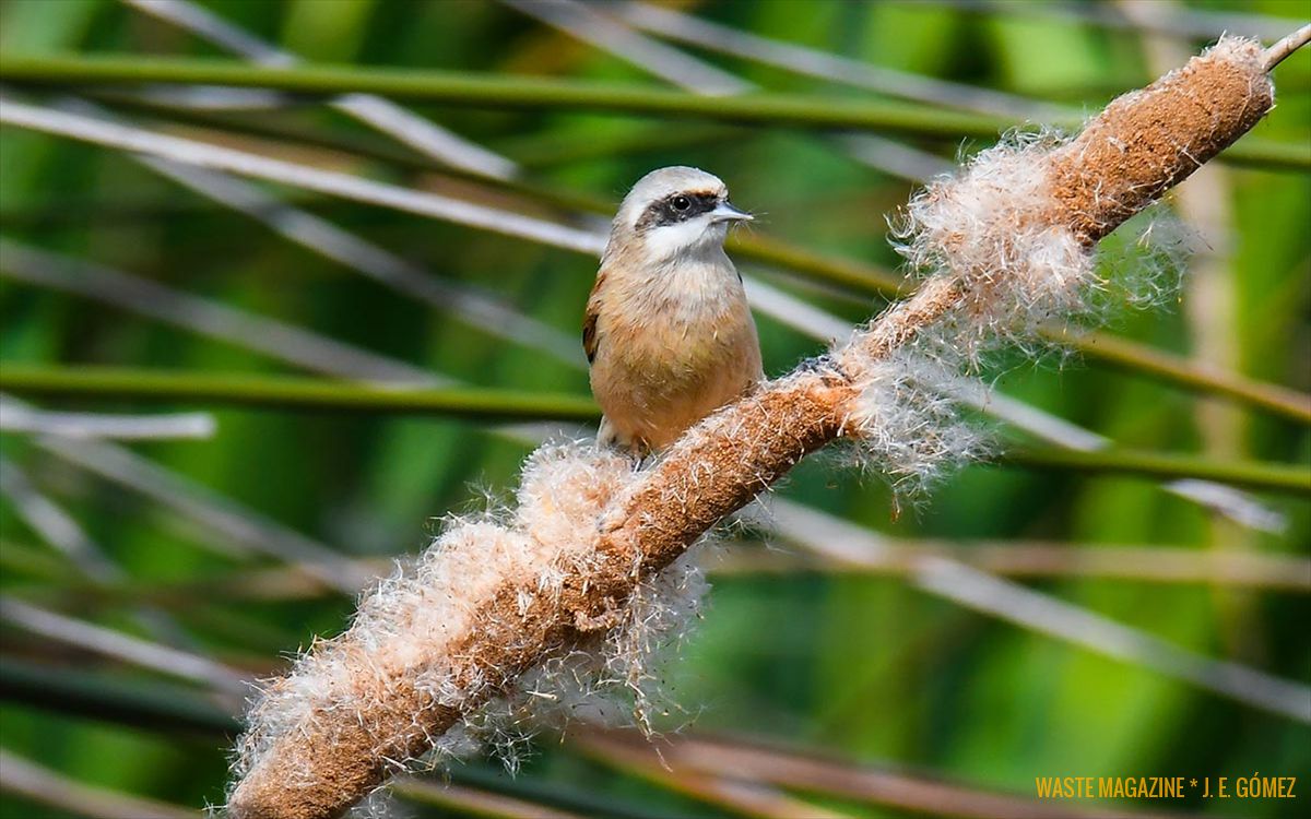 Remiz-pendulinus-moscón