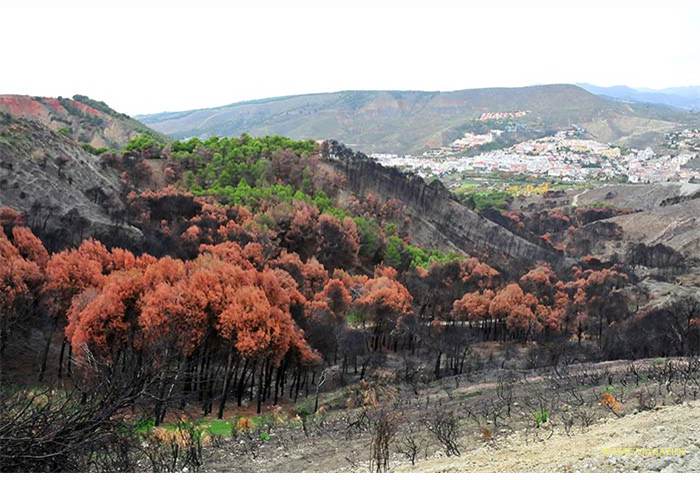 incendio-cenes3