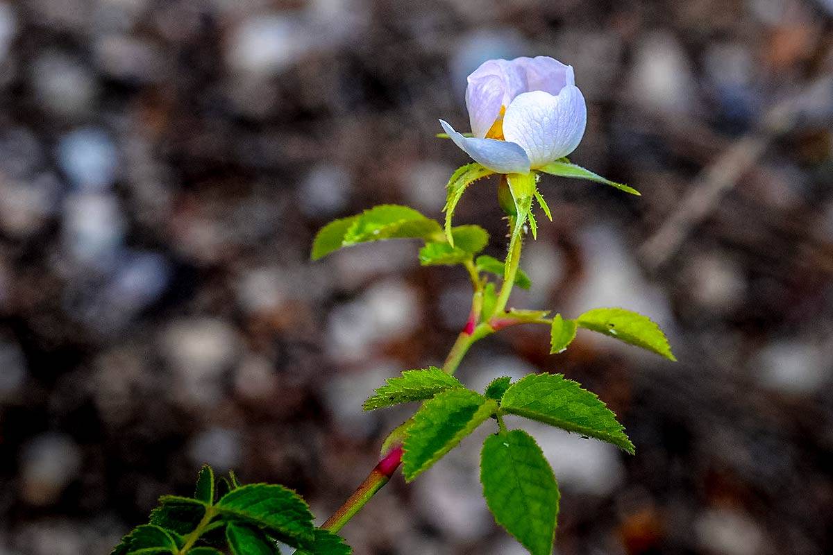 Rosa agrestis