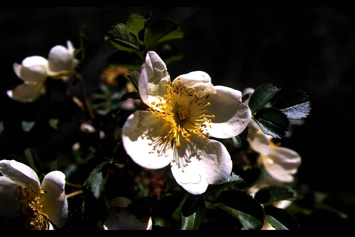 Rosa canina