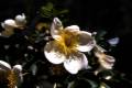 Rosa canina