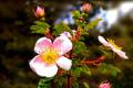 Rosa pimpinellifolia