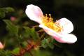 Rosa pimpinellifolia