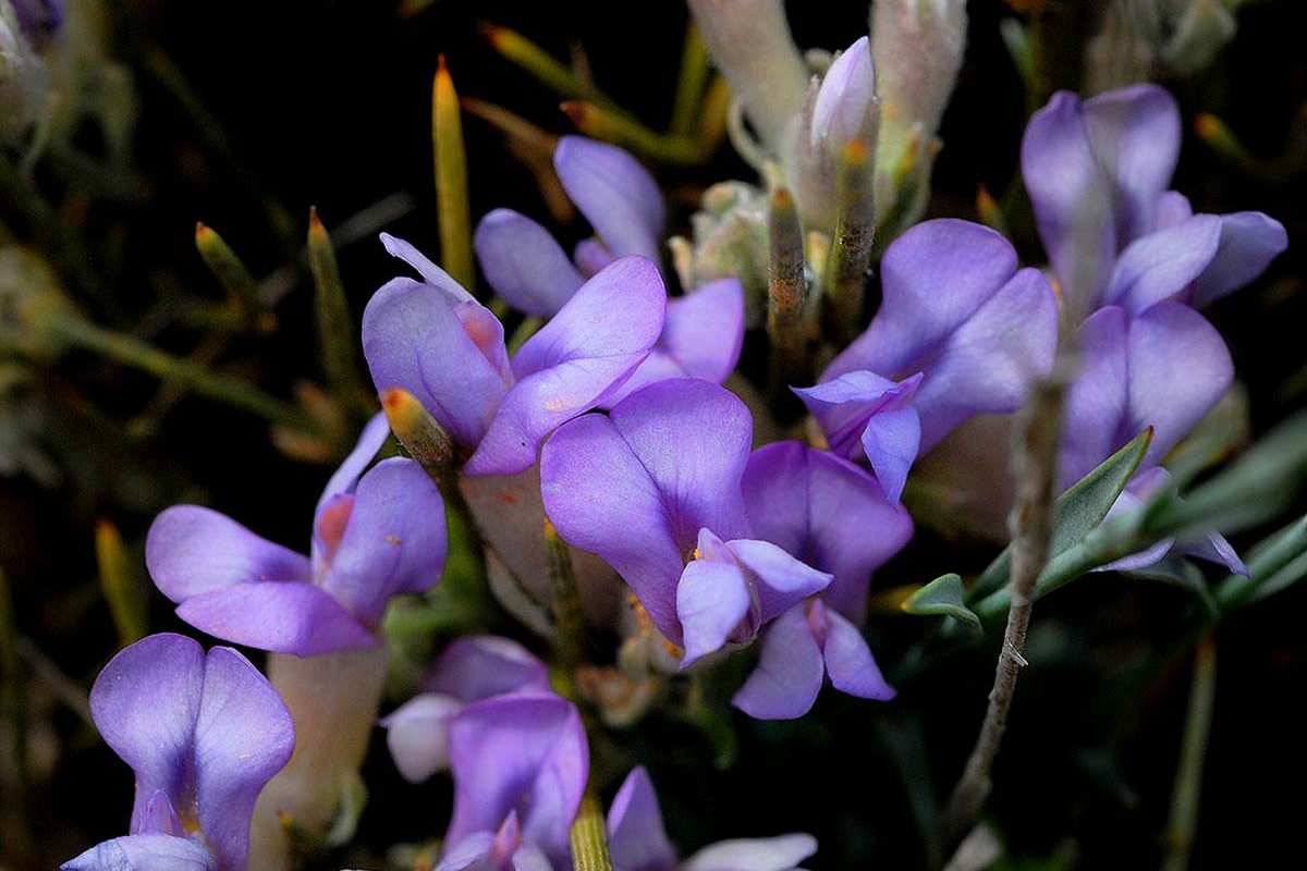 Piorno azul, Erinacea anthylles