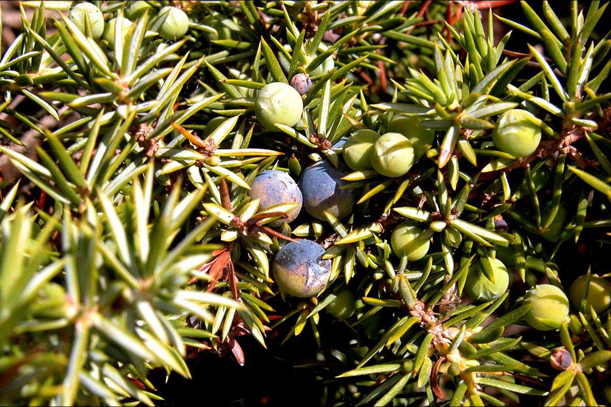 frutos de enebro, Juniperus conmunis