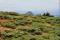 Manto de piorno blanco, Astragalus granatensis y al fondo el pico del Trevenque, el rey de la montaña aliza.