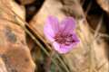 Flor de agujas de Sierra
Nevada, Eoridum daucoides