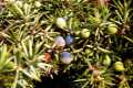 frutos de enebro, Juniperus conmunis