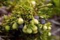 Frutos de sabina, Juniperus sabina
