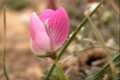 Flor de Ononis cristata.