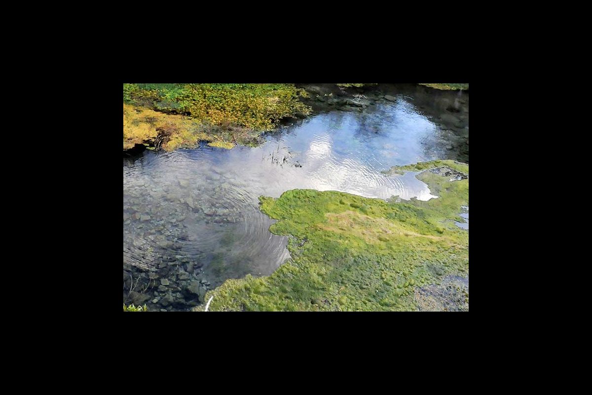buscarsalamandras03