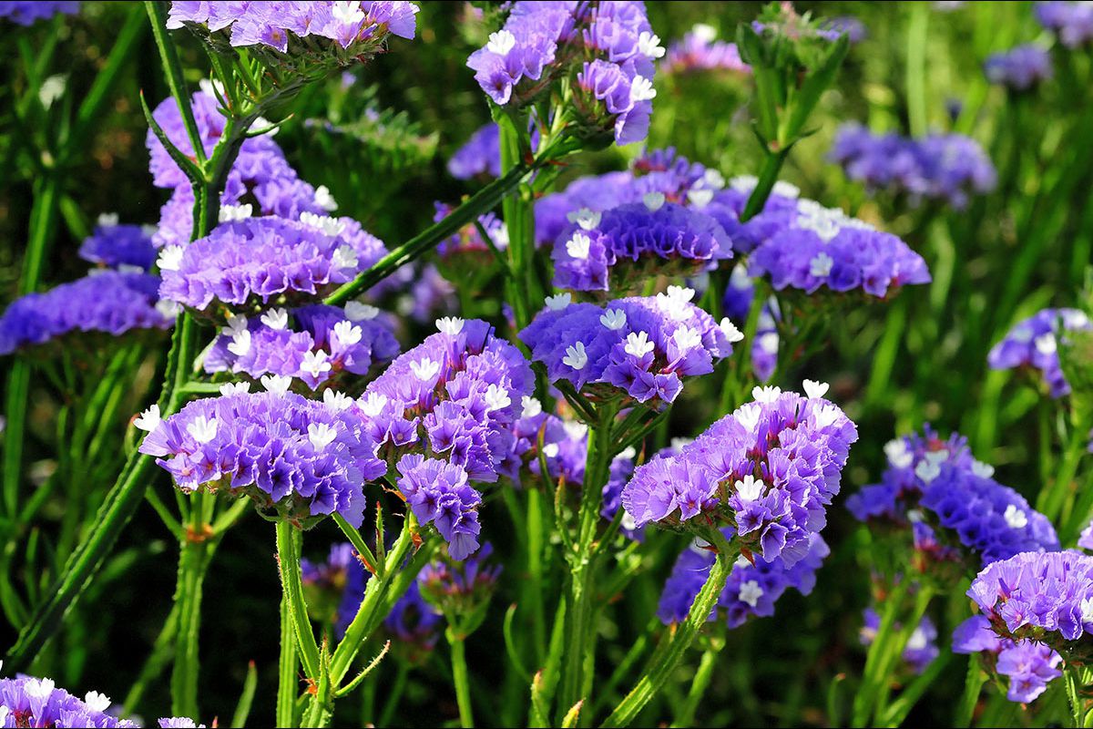 Limonium sinuatum