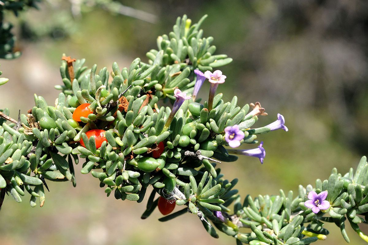  Lycium intrincatum