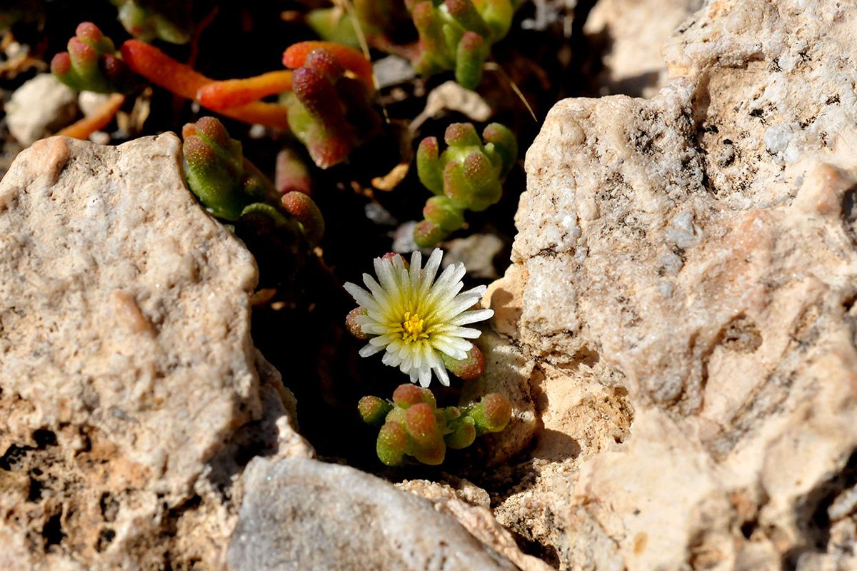  Messembryanthemum nodiflorum