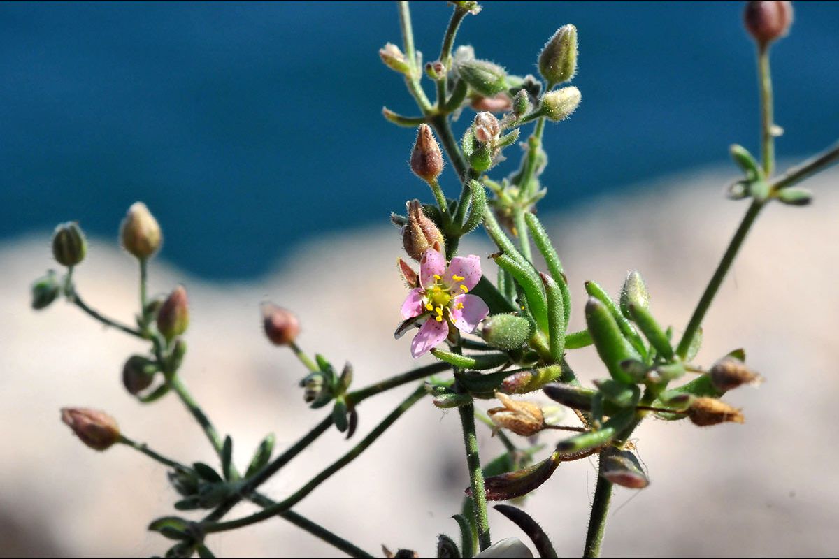 Rhodalsine geniculata