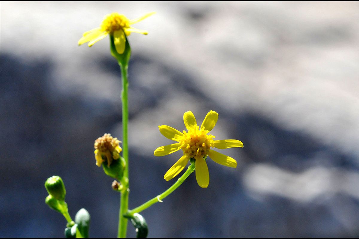  Senecio leucantjemifolius