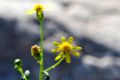  Senecio leucantjemifolius