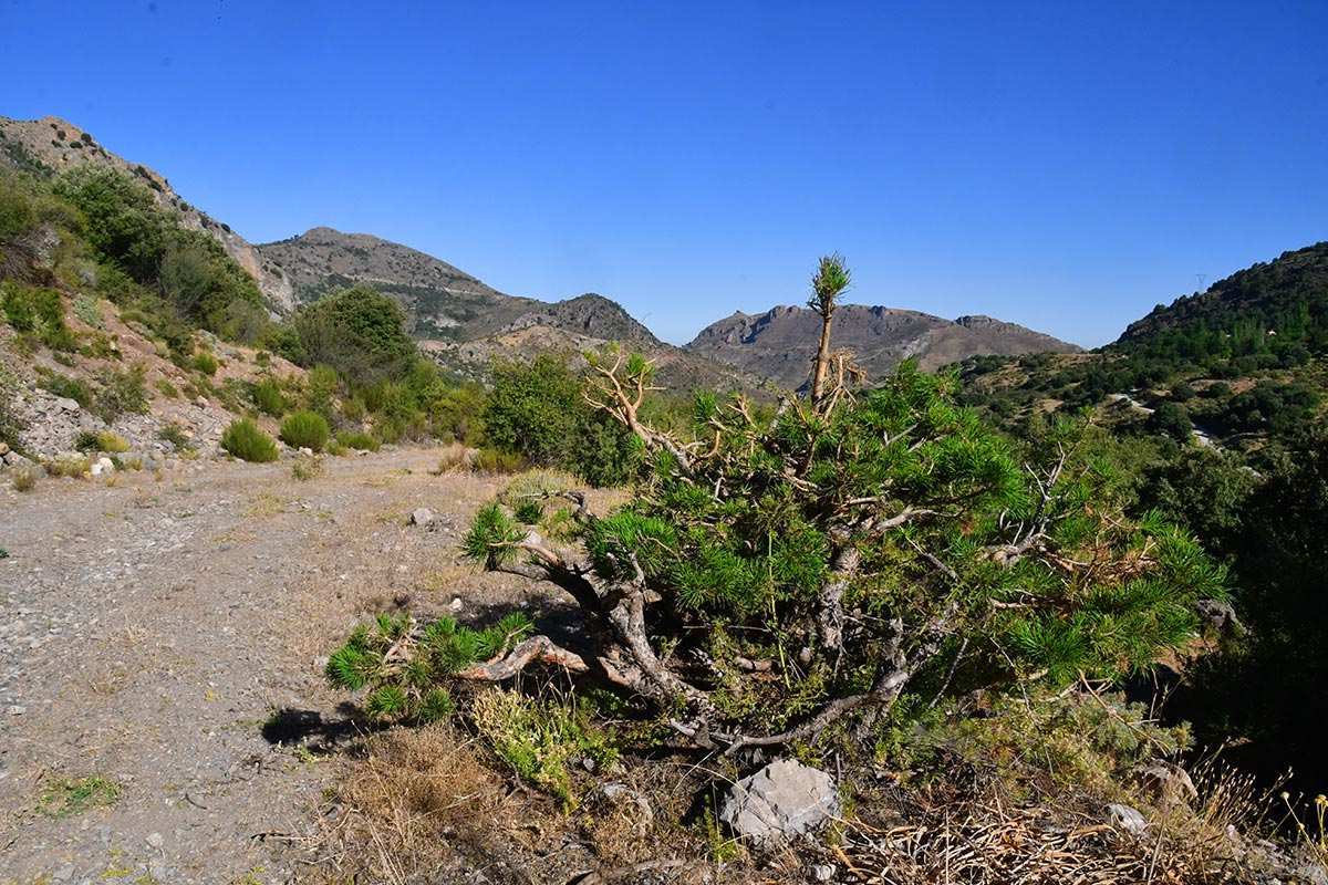 Dehesa de San Jerónimo