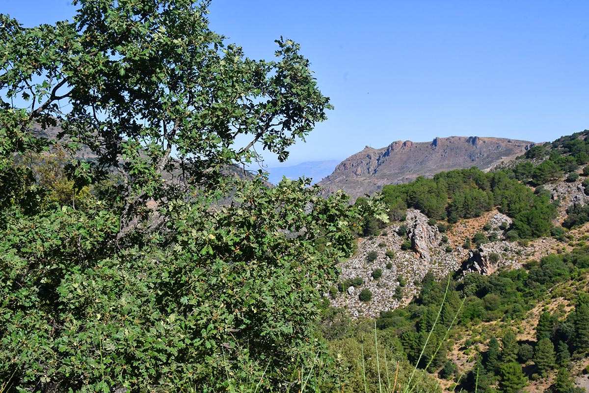 Dehesa de San Jerónimo