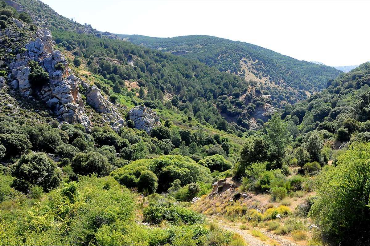 Dehesa de San Jerónimo