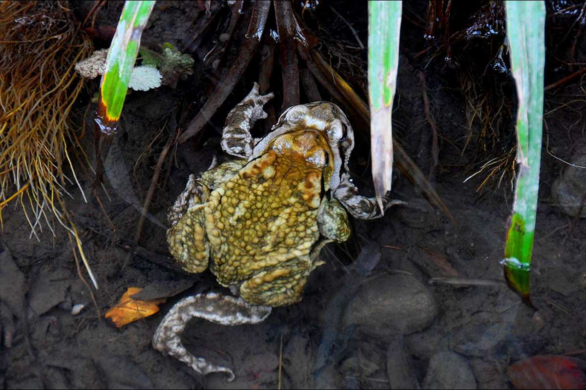 Amplexo de sapo común, Bufo spinosus 