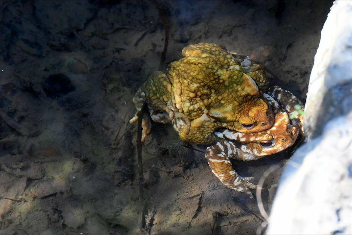 Amplexo de sapo común, Bufo spinosus 