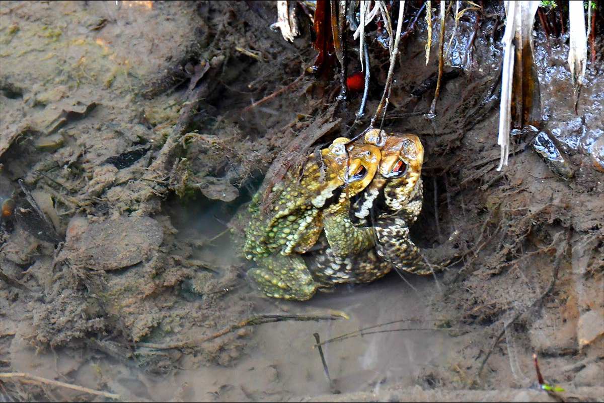 Amplexo de sapo común, Bufo spinosus 