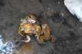 Amplexo múltiple de sapo común, Bufo spinosus 